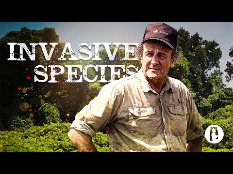 アラバマ州を発見する61の外来植物