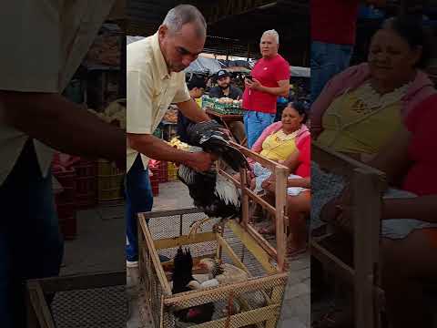 Perú na feira de Guaraciaba do norte-CE.