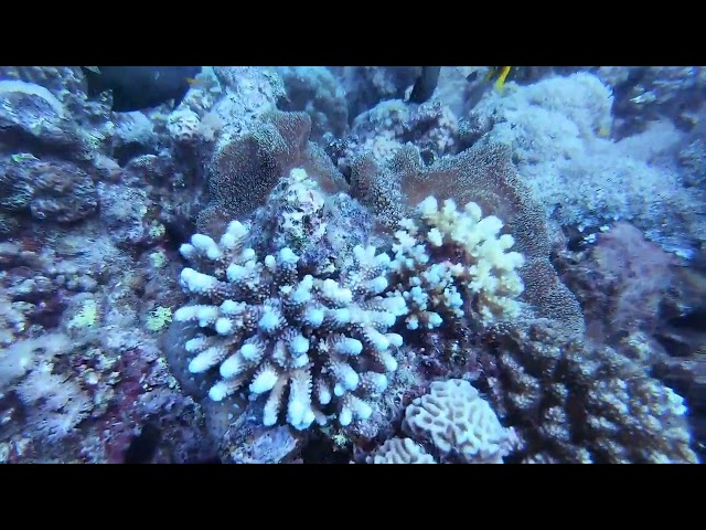 الغوص الإستكشافي من الشاطئ - جدة