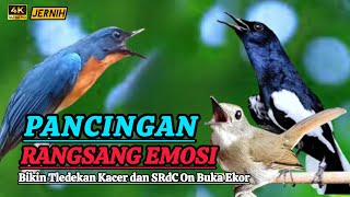 Download lagu TERBUKTI AMPUH, MERANGSANG EMOSI TLEDEKAN GUNUNG, SRDC DAN KACER mp3 Download lagu TERBUKTI AMPUH, MERANGSANG EMOSI TLEDEKAN GUNUNG, SRDC DAN KACER mp3