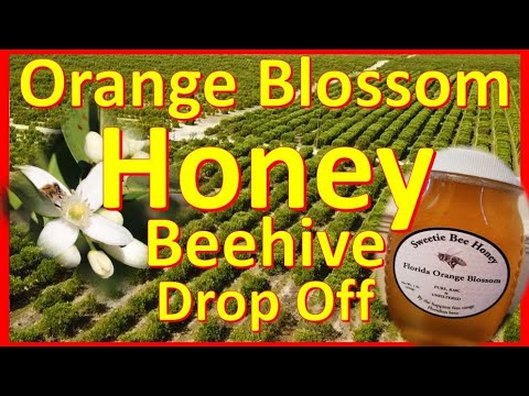 ⭐Orange Blossom Honey - First Time Placing Bees in the Groves to Collect Honey - BKS Ep 15