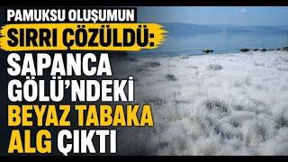 Pamuksu Oluşumun Sırrı Çözüldü Sapanca Gölü’ndeki Beyaz Tabaka Alg Çıktı