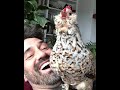 Chicken laughing at "why did the chicken cross the road" joke.