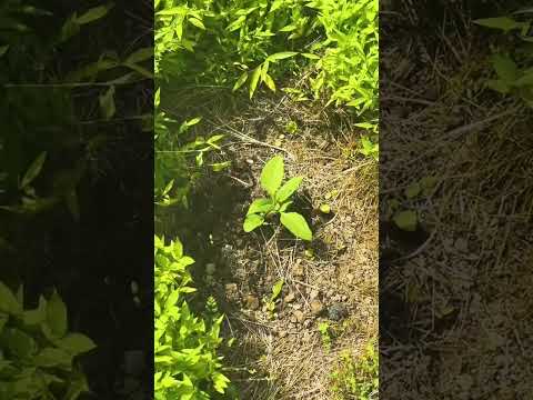 Planting Jerusalem artichokes