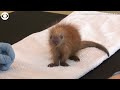 Baby porcupine being cared for by staff at Brookfield Zoo