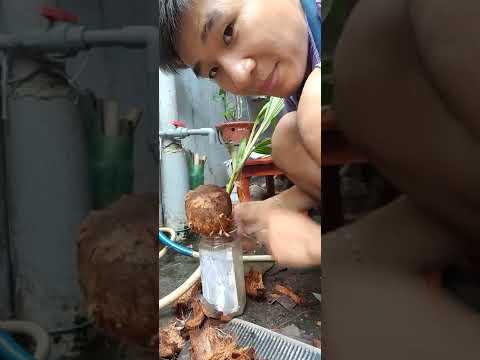 Làm dừa Bonsai phần 1 2022