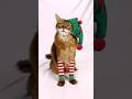 Unbelievably Cute: Santa's Elf Cat Wearing Leggings 😺🎄#shorts #cats