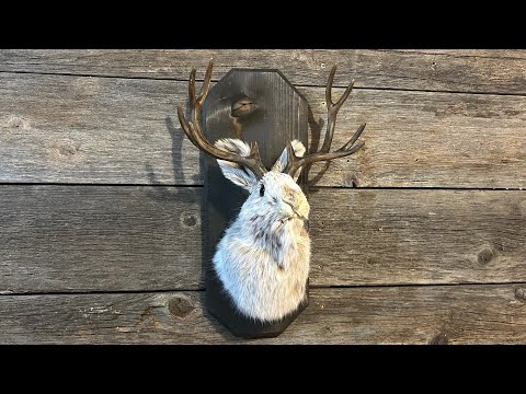 How to Taxidermy a Jackalope