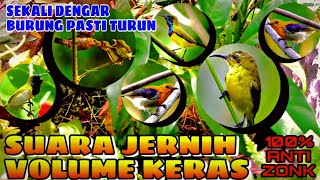 Download lagu SUARA PIKAT BURUNG KECIL | SEKALI DENGAR LANGSUNG NYAMBAR mp3 Download lagu SUARA PIKAT BURUNG KECIL | SEKALI DENGAR LANGSUNG NYAMBAR mp3
