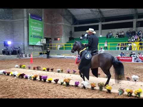 Pretendido de San Isidro Gran Campeón Mundialito Carmen de Viboral