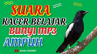 Download lagu Suara Kacer Belajar Bunyi MP3 di Jamin Ampuh - Kicau Favorit mp3