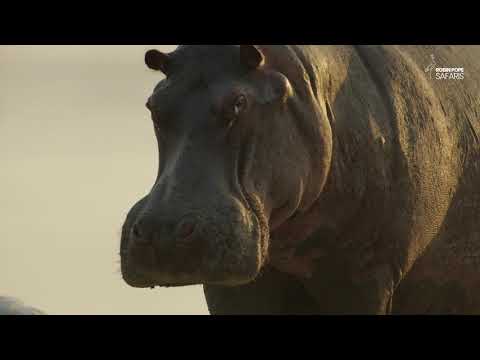 Safari Diaries: Hippo vs Storks