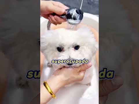 ¡La hora del baño de los perritos se sale de control! 🐶🛁😂