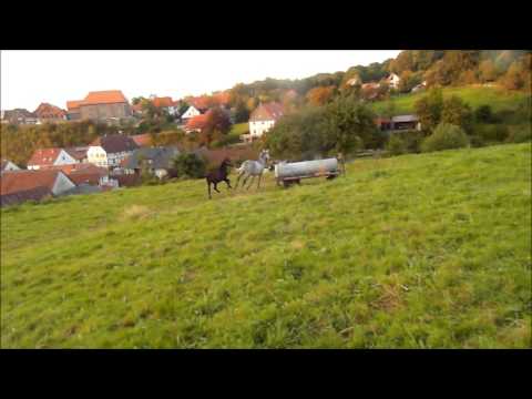 Cramble Holsteiner Hengstfohlen