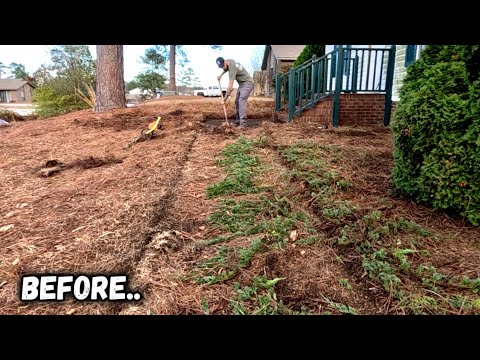 WE FOUND this hidden WALKWAY and UNCOVERED it from YEARS of DIRT!