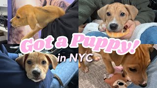 NYCで子犬を迎えた日｜初めてのadoption vlog 🐶🇺🇸