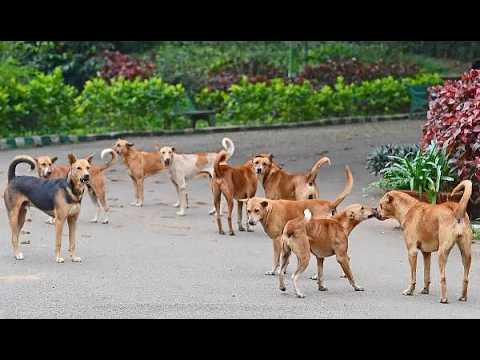 ஓசூர் மக்களே, leptospirosis நோய் தொற்று ஏற்படலாம்: எச்சரிக்கை