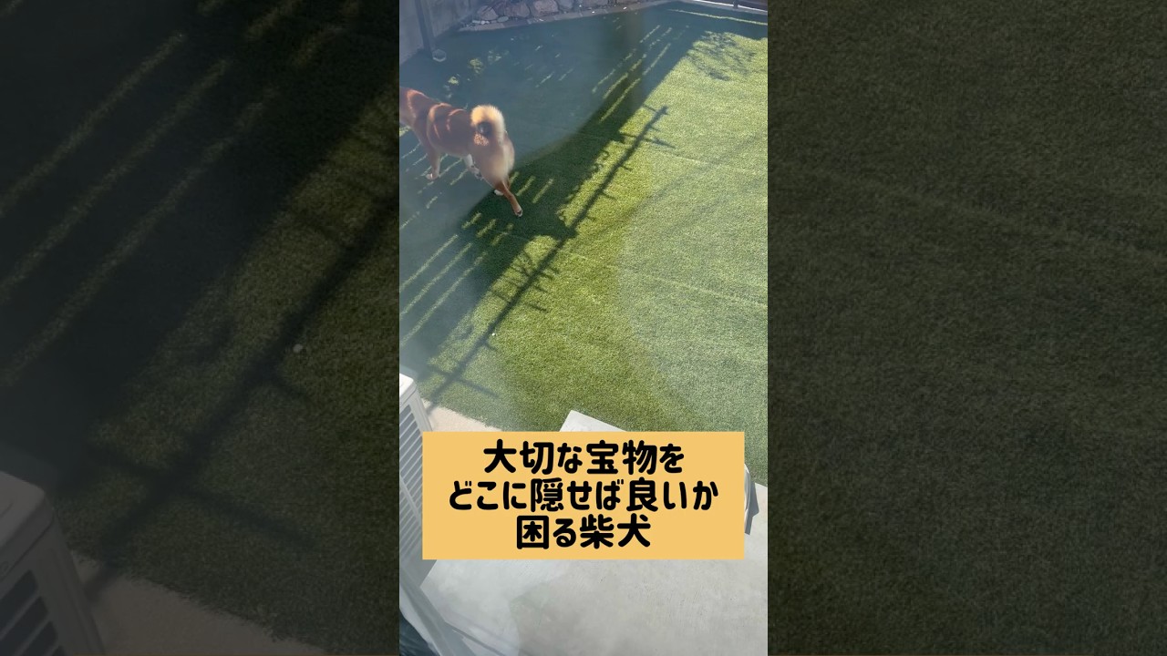 困るの可愛いw #柴犬