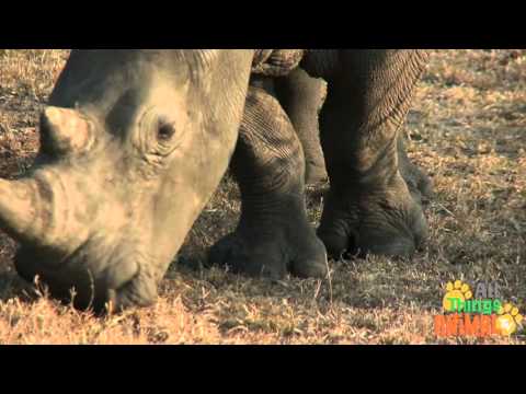 El Rinoceronte Mac H Forrest S Michael M James A Period 1