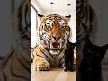 Sabre-toothed tiger and black cat
