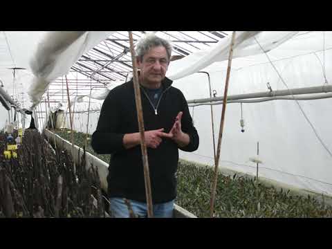 Proizvodnja sadnice maslina ( u rasadniku) - Uvod u maslinarstvo