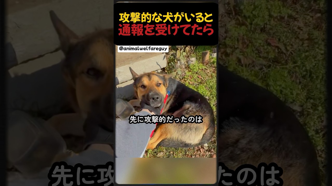 攻撃的な犬がいると通報を受けて行ったら。