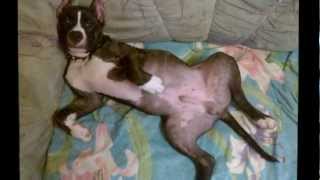 Tiger Talsi Latvia.wmv