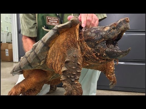 Massive 53 Pound Snapping Turtle Rescued After Being Trapped In A Pipe Video