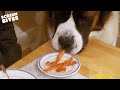 Beethoven Steals Breakfast Beethoven 1992 Screen Bites