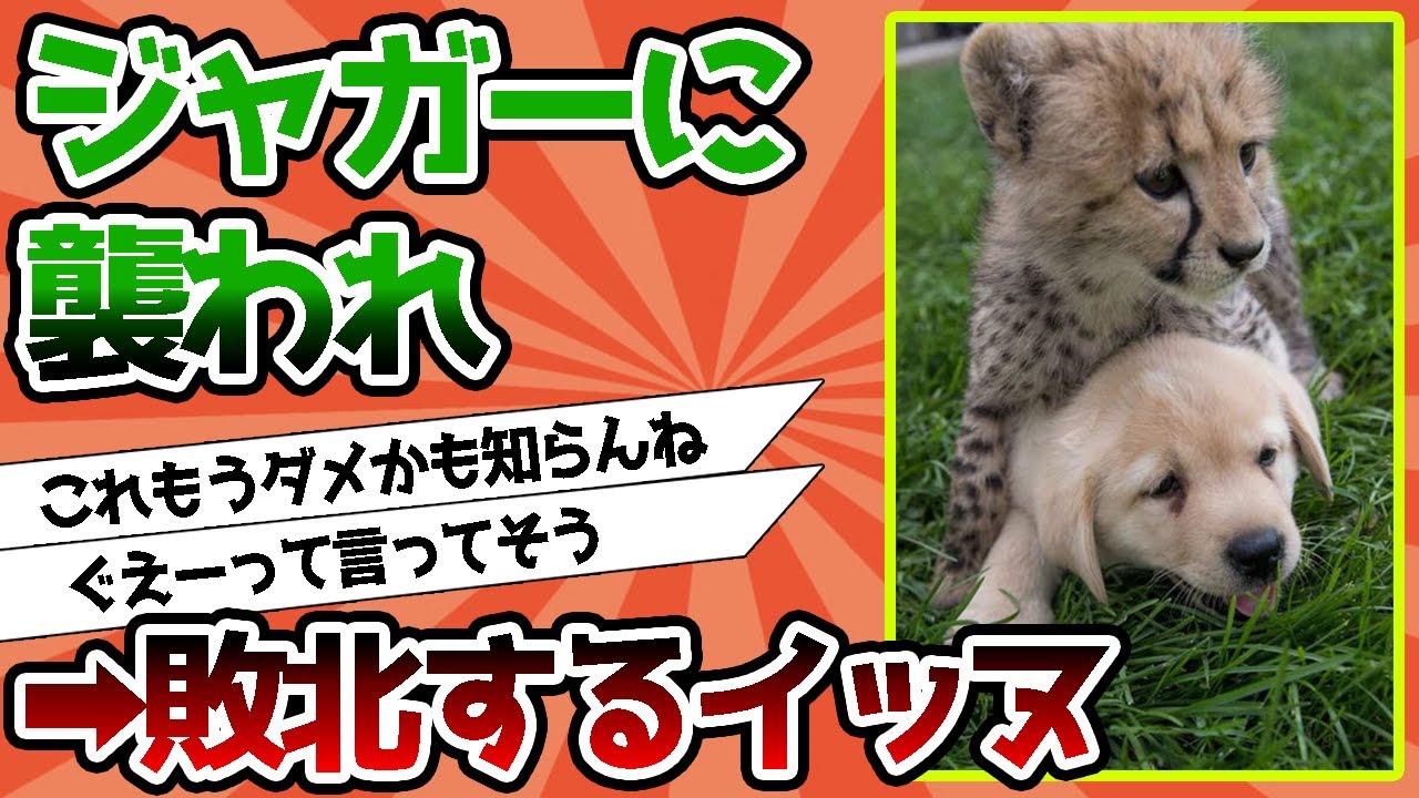 【2ch動物スレ】イッヌさん、ジャガーに襲われ敗北wwwww
