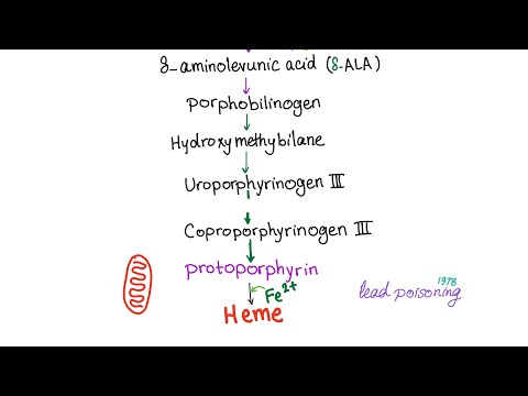 Heme Synthesis Pathway — Biochemistry and Hematology