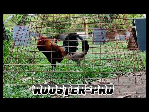 Authentic Pure Gilmore