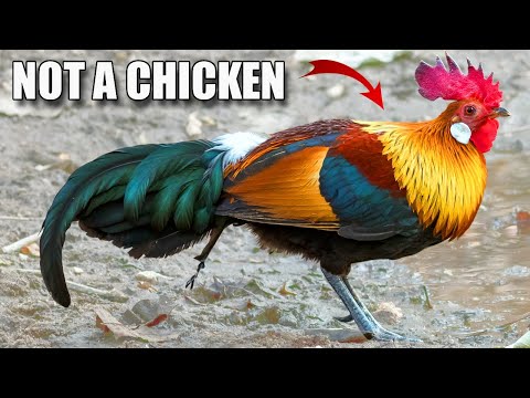 , title : 'Jungle Fowl Facts: the WILD CHICKEN?! 🐔 Animal Fact Files'