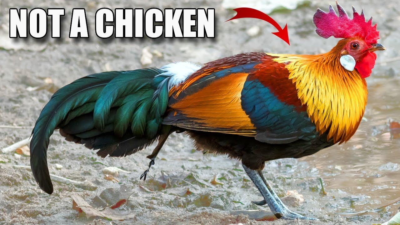 Jungle Fowl Facts: the WILD CHICKEN?! 🐔 Animal Fact Files