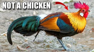 Jungle Fowl Facts: the WILD CHICKEN?! 🐔 Animal Fact Files