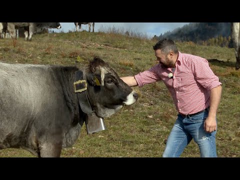 PINÈ PLATEAU: PRENER, THE FARM WITH GRAZING COWS