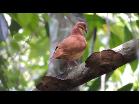 Ruddy quail-dove Geotrygon montana