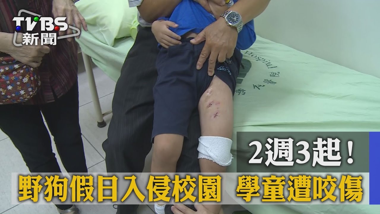 2週3起！野狗假日入侵校園　學童遭咬傷