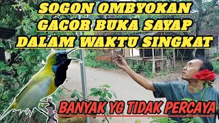 Download lagu BUKTIKAN!!Kupas Tuntas Settingan Perawatan Sogon Bahan Ombyokan Cepat Gacor mp3