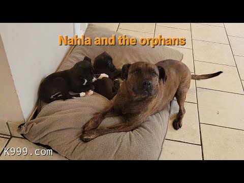 Nahla the Nanny Dog looks after the orphan pups