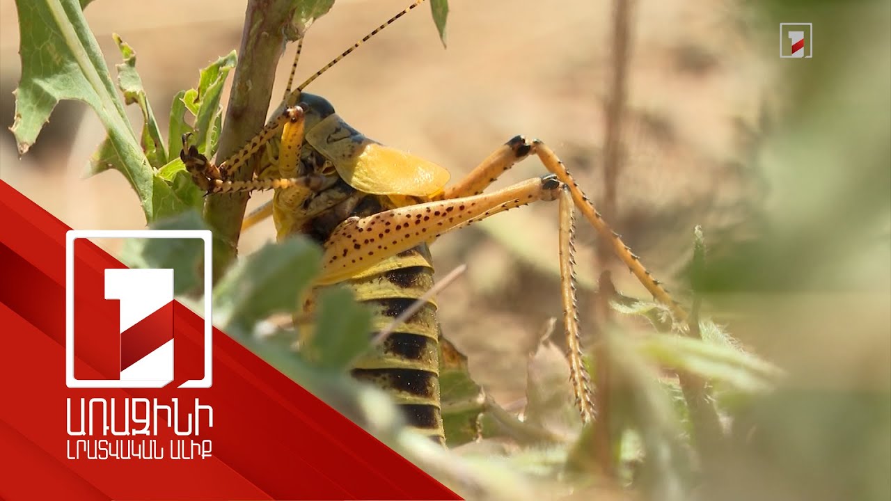 Ծղրիդները Կոտայքում և Արագածոտնում նույնիսկ պատուհաններին են հասնում. ինչպես է պայքարում պետությունը