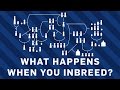 What Happens When You Inbreed? | Earth Lab