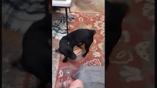 Video preview image #1 Bulldog-Labrador Retriever Mix Puppy For Sale in Monticello, MS, USA