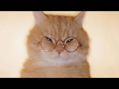 Poster  Montagem Miau Lyrics – Lenar x Leonardo P 