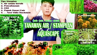 Tanaman aquascape Stamplant