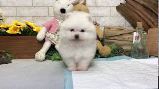 Video preview image #1 Pomeranian Puppy For Sale in LOS ANGELES, CA, USA