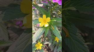 Download lagu You r my.. #campursari #cover #dangdut #coversong #love #flowers #nature mp3