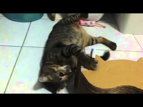 คลิกเพื่อดูคลิปวิดีโอ