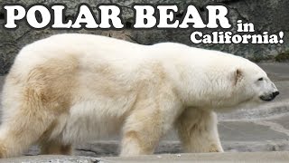 preview picture of video 'Polar Bear Big Bears In San Francisco Zoo Wild Endangered Animal Videos Bay Area California Jazevox'