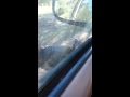 Wild turkey attacks and chases speeding car Wild turkey attacks and chases speeding car
